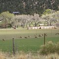 Bambi Farm in Utah