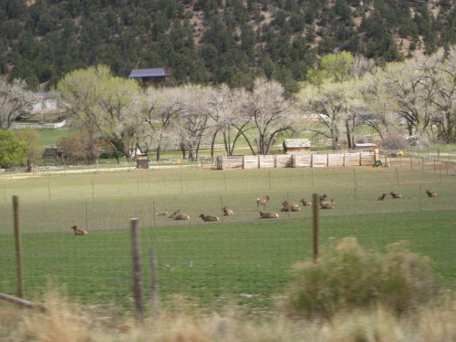 Bambi Farm in Utah