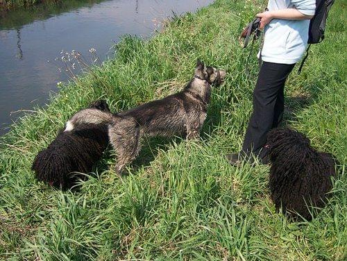 Hungarian puli