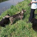 Hungarian puli