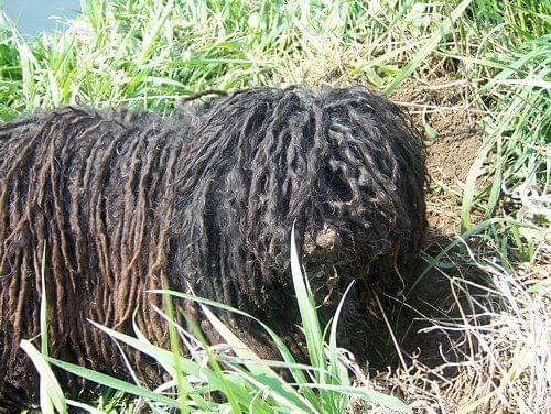 Hungarian puli