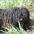 Hungarian puli