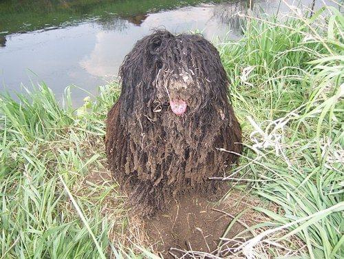 Hungarian puli