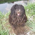 Hungarian puli