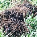 Hungarian puli