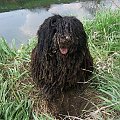 Hungarian puli