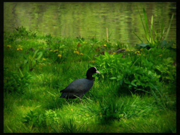 Łyska (Fulica atra)