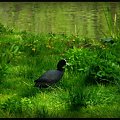 Łyska (Fulica atra)