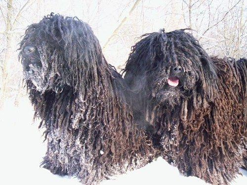 Hungarian puli