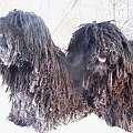 Hungarian puli