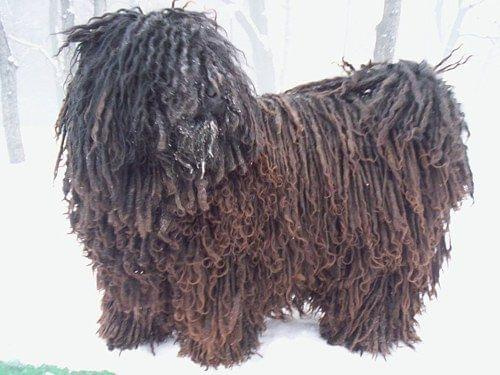 Hungarian puli