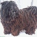 Hungarian puli