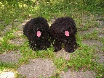 Hungarian puli