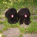 Hungarian puli