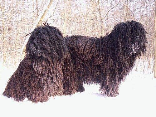 Hungarian puli