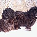 Hungarian puli