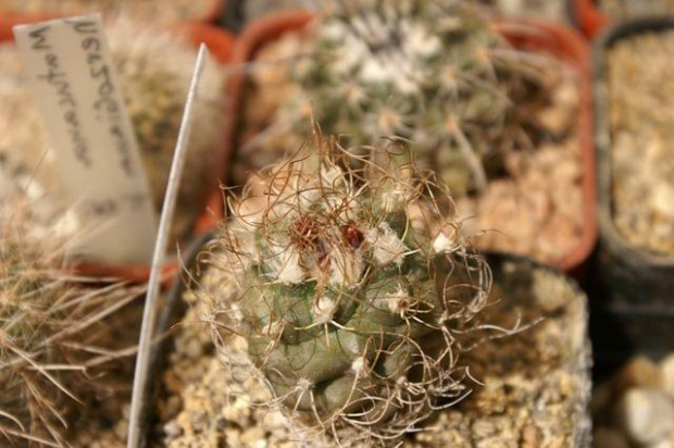 Turbinicarpus