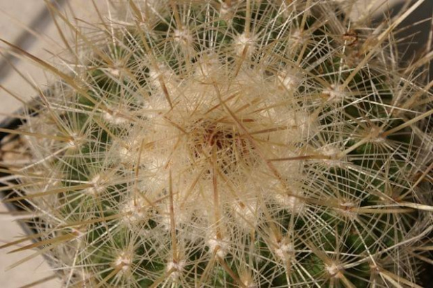 Thelocactus