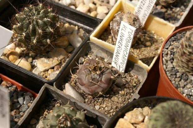 Turbinicarpus