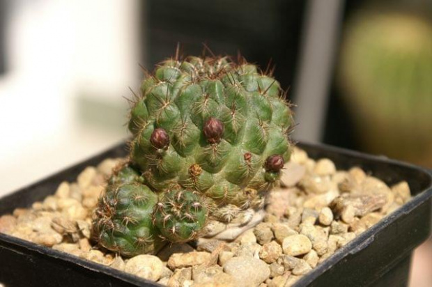 Sulkorebutia