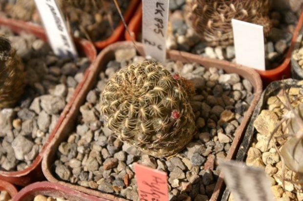 Sulkorebutia