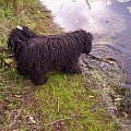 Hungarian puli