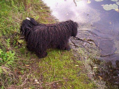 Hungarian puli