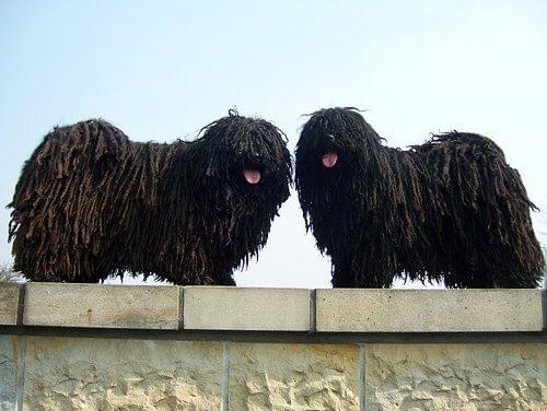 Hungarian puli