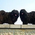 Hungarian puli