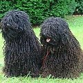 Hungarian puli