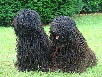 Hungarian puli