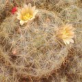 Mammillaria