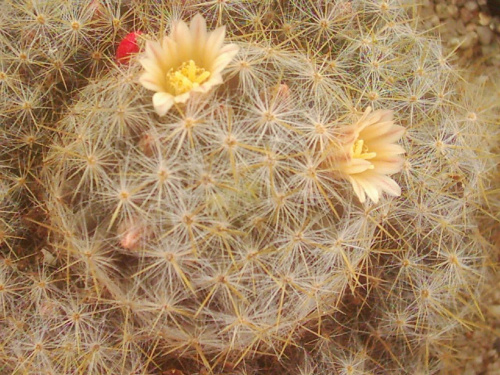 Mammillaria