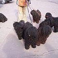 Hungarian puli