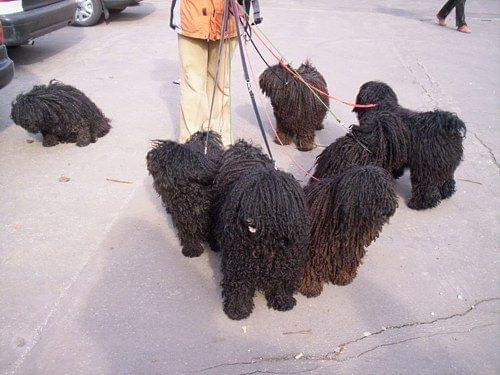 Hungarian puli