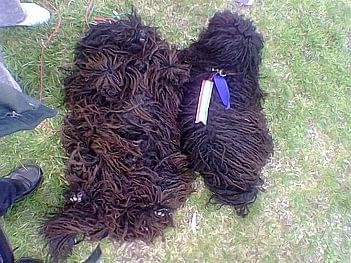 Hungarian puli