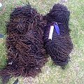 Hungarian puli