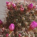 Mammillaria