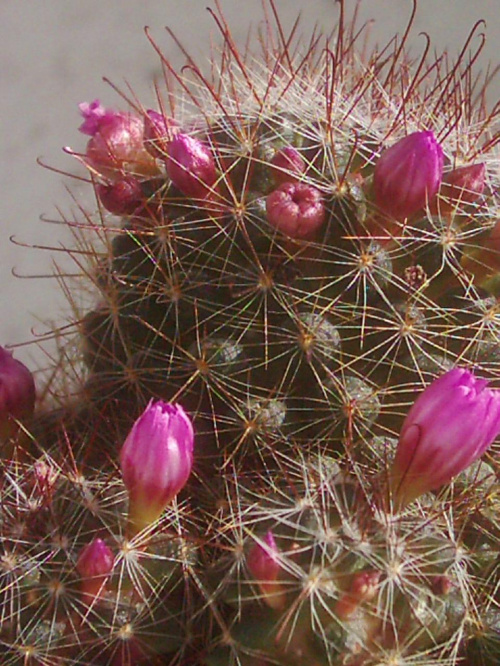 Mammillaria