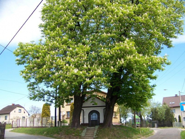 Pomniki przyrody Jedłownika
foto: M.Machnik