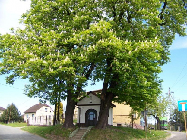 Pomniki przyrody Jedłownika
foto: M.Machnik