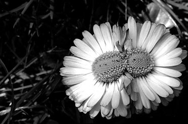 #Zielonka #Przemyśl #Kwiaty #Stokrotka