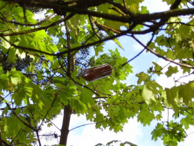 Skąd się tam to wzięło? #butelka #las #drzewo #drzewa
