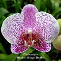 To jest zdjęcie z netu, ale to chyba taki kwiat jak mój...Phalaenopsis Brother Mirage