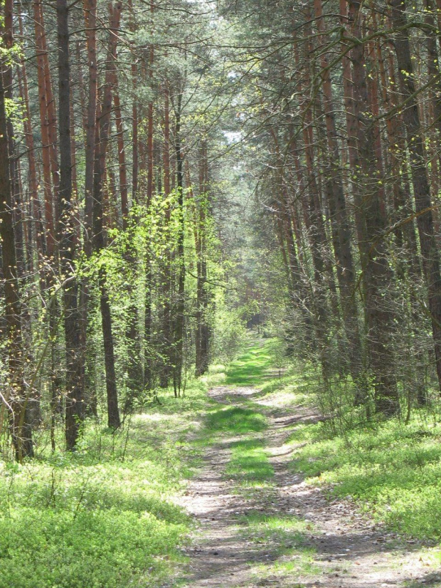 Koluszki, las, przyroda, wiosna, droga #Koluszki #las #przyroda #wiosna #droga