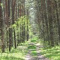 Koluszki, las, przyroda, wiosna, droga #Koluszki #las #przyroda #wiosna #droga