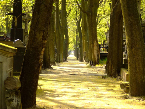 tajemnica... #powązki #cmentarz #pogodnie #ciepłe #warszawa #aleja #StareDrzewa #drzewa #atmosfera