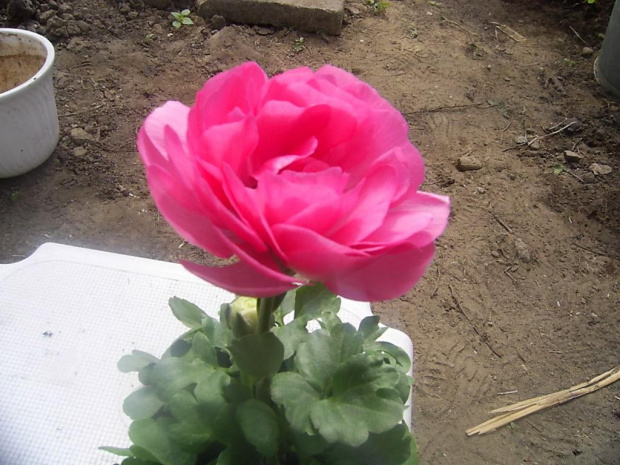 Zakupy z 2 maja 2007