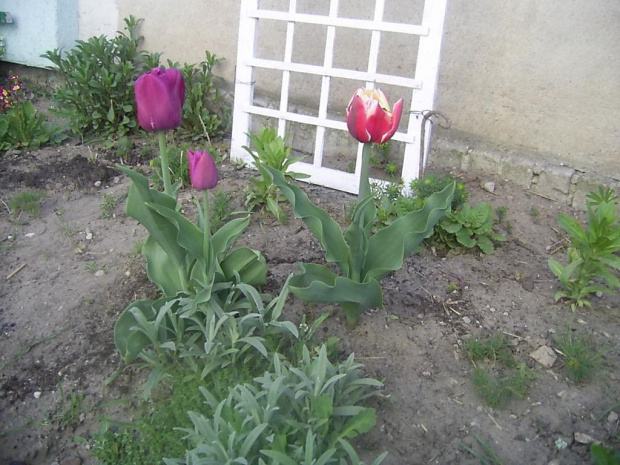 tulipany