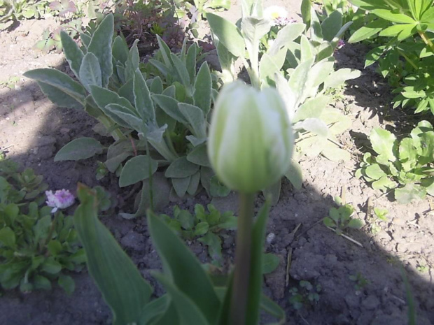 tulipany